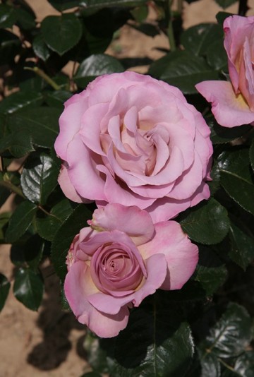 Rosa blue girl parfum de nature foto lakei rozen 4