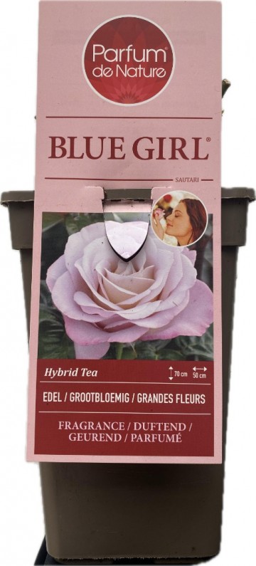 Rosa blue girl parfum de nature foto lakei rozen 5