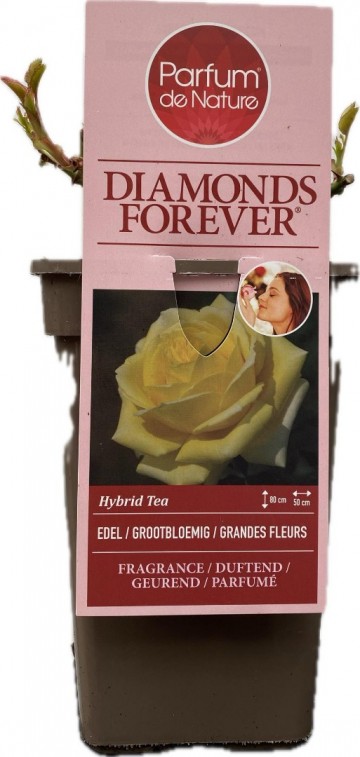 Rosa diamonds forever parfum de nature foto lakei rozen 2