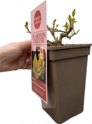 Rosa diamonds forever parfum de nature foto lakei rozen 3