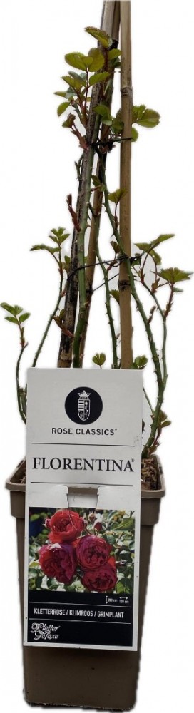 Rosa florentina klimroos 3