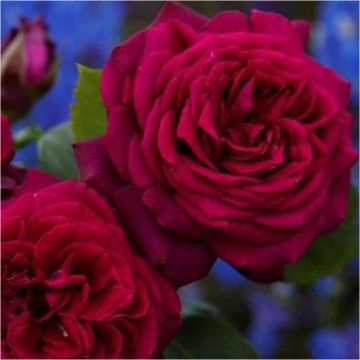 Rosa grafin diana parfuma 1