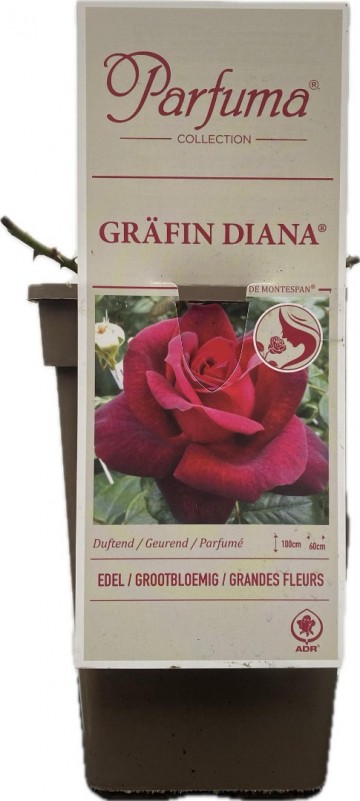 Rosa grafin diana parfuma 2