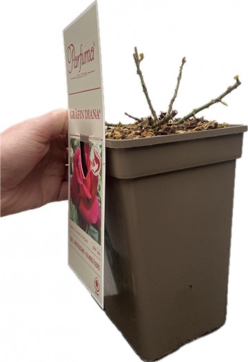 Rosa grafin diana parfuma 3