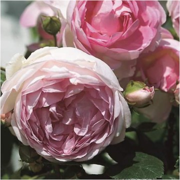 Rosa jasmina klimroos 1