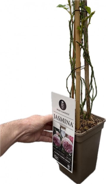 Rosa jasmina klimroos 3