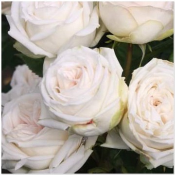 Rosa madame anisette parfuma 1