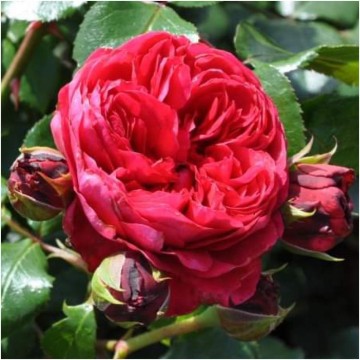 Rosa red leonardo da vinci