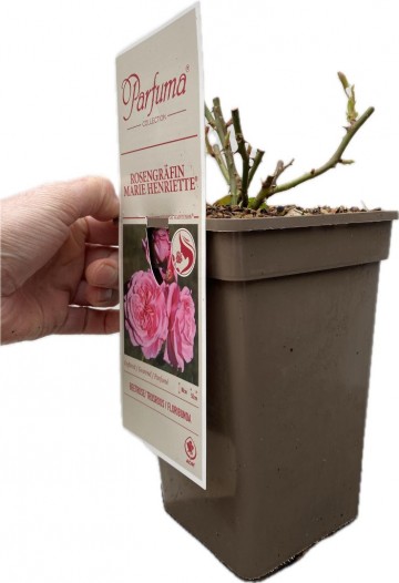 Rosa rosengrafin marie henriette parfuma 2 0