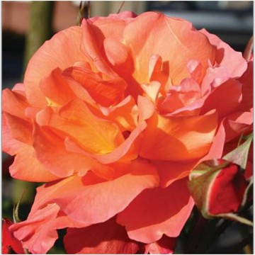 Rosa westerland klimroos 1