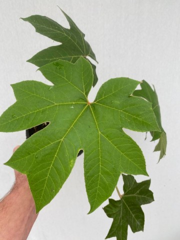 Tetrapanax papyrifer large  2