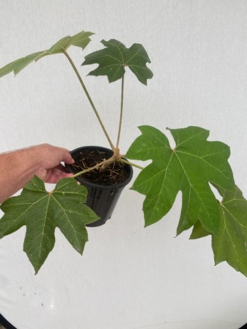 Tetrapanax papyrifer large  3