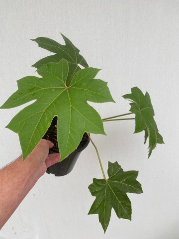 Tetrapanax papyrifer large  4