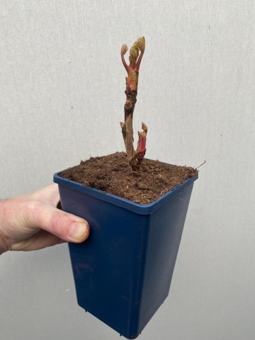 Yellow tree peony paeonia suffruticosa 1