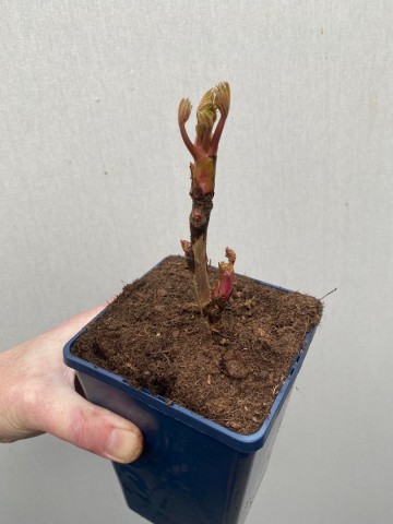 Yellow tree peony paeonia suffruticosa 2