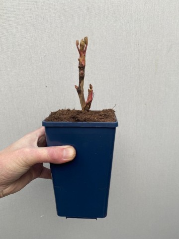 Yellow tree peony paeonia suffruticosa 3