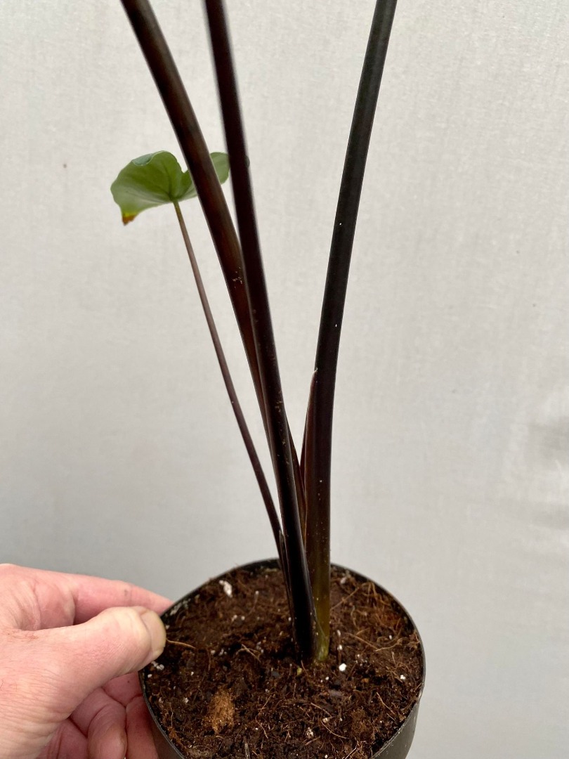 Alocasia Zebrina Black Stem matthijsplantenpaleis