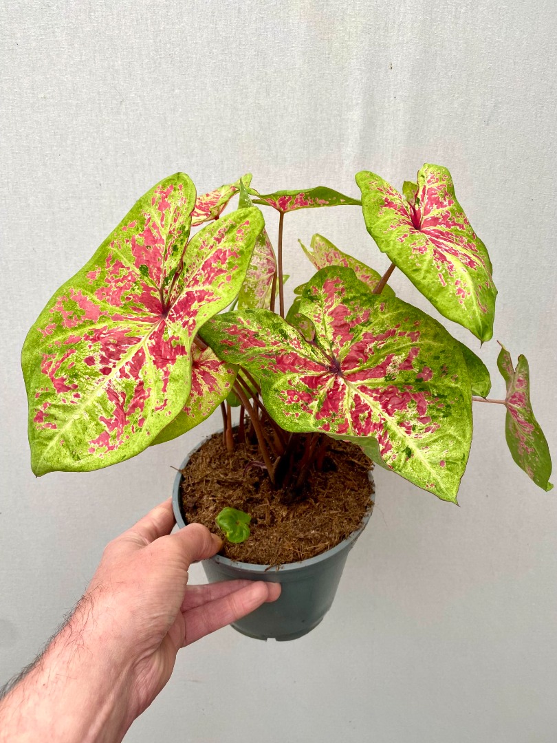 Raspberry Moon Half AANBIEDING Caladium Raspberry Moon Large - matthijsplantenpaleis