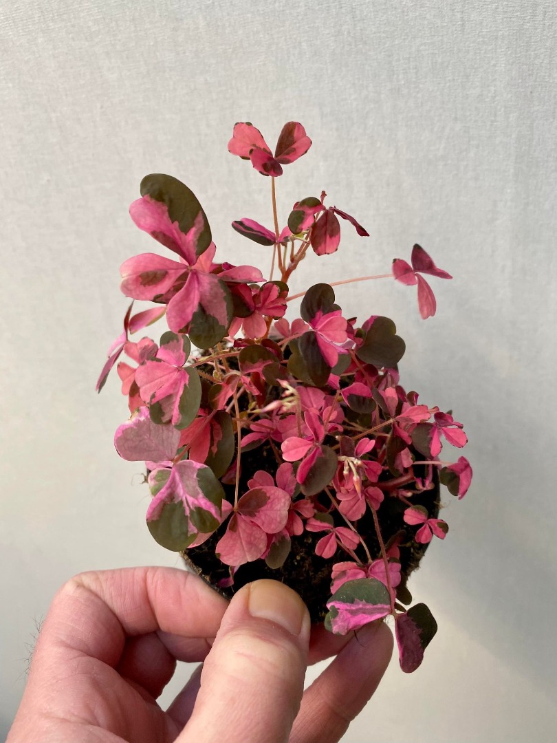 Oxalis Plum Crazy matthijsplantenpaleis