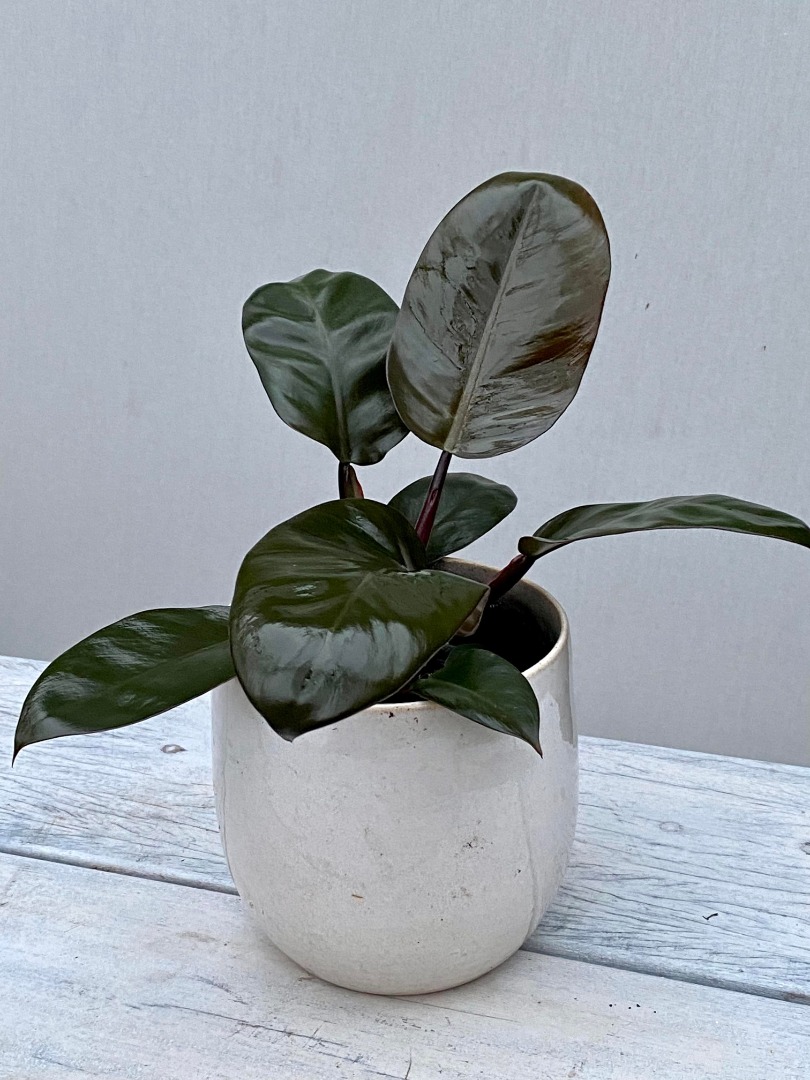 Philodendron Black Cardinal Matthijsplantenpaleis