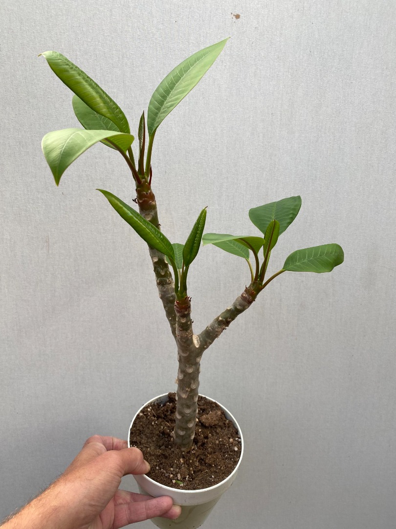 Plumeria Rubra "Thumbelina" matthijsplantenpaleis