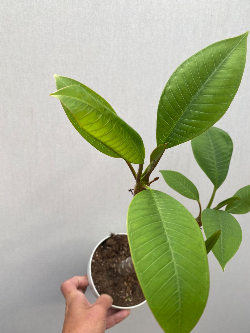 Plumeria Rubra "Thumbelina" matthijsplantenpaleis